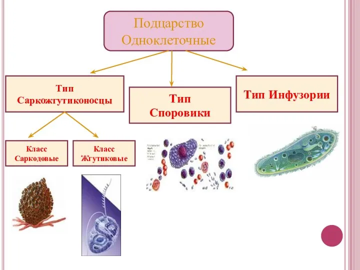 Подцарство Одноклеточные Тип Саркожгутиконосцы Тип Споровики Тип Инфузории Класс Саркодовые Класс Жгутиковые