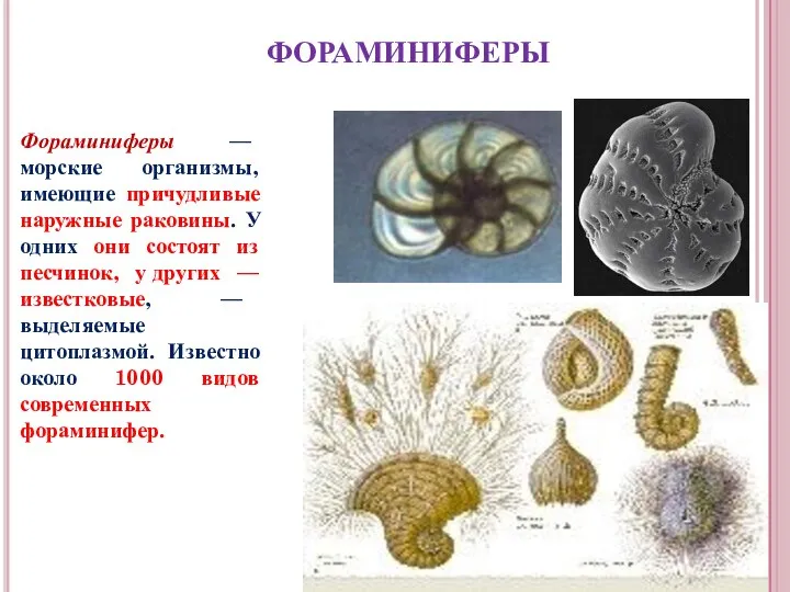 ФОРАМИНИФЕРЫ Фораминиферы — морские организмы, имеющие причудливые наружные раковины. У одних