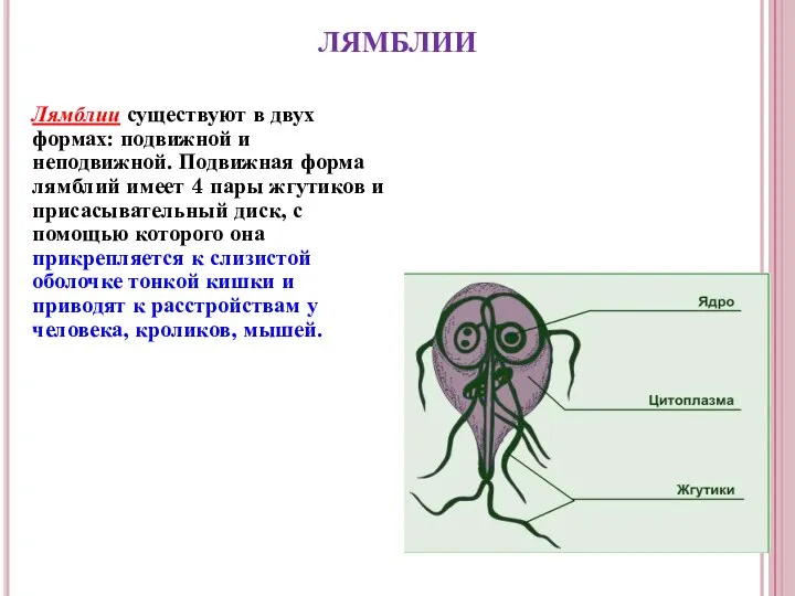 ЛЯМБЛИИ Лямблии существуют в двух формах: подвижной и неподвижной. Подвижная форма