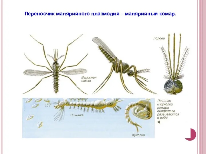 Переносчик малярийного плазмодия – малярийный комар.