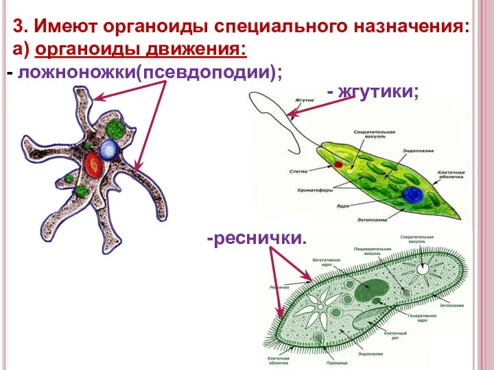 3. Имеют органоиды специального назначения: а) органоиды движения: ложноножки(псевдоподии); жгутики; реснички.