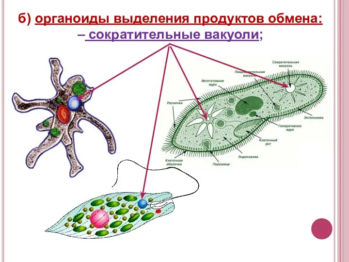 б) органоиды выделения продуктов обмена: – сократительные вакуоли;