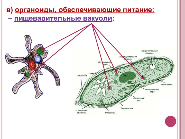 в) органоиды, обеспечивающие питание: – пищеварительные вакуоли;