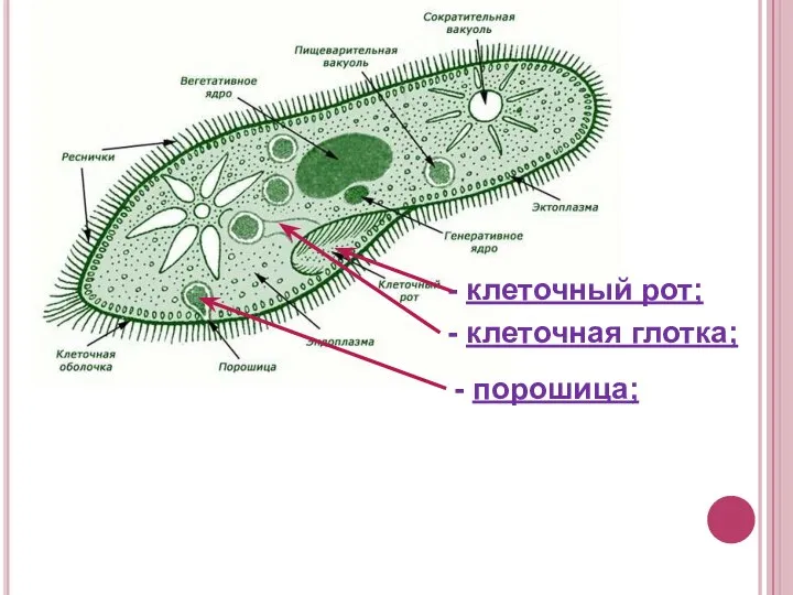 - клеточный рот; - клеточная глотка; - порошица;