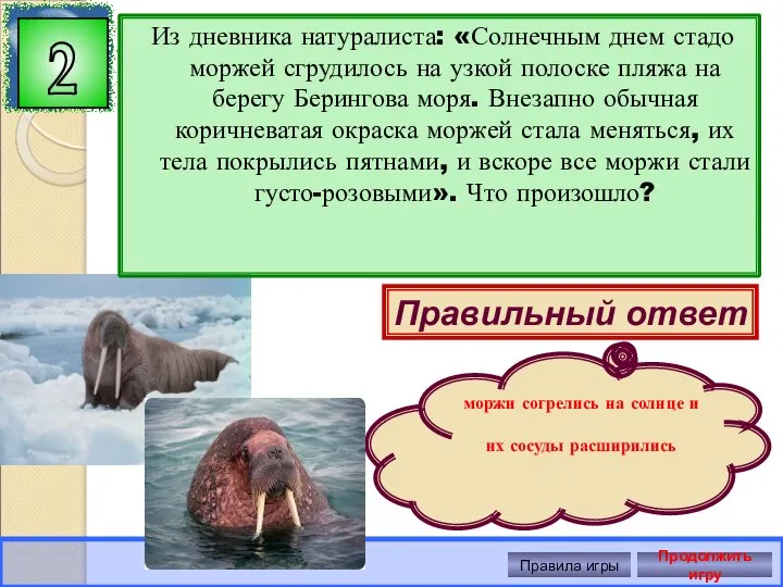 Из дневника натуралиста: «Солнечным днем стадо моржей сгрудилось на узкой полоске