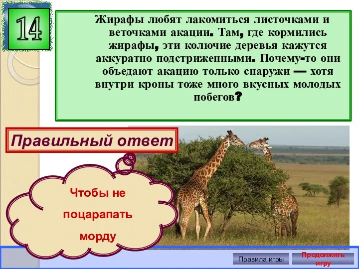 Жирафы любят лакомиться листочками и веточками акации. Там, где кормились жирафы,