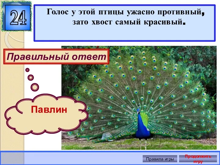 Голос у этой птицы ужасно противный, зато хвост самый красивый. 24