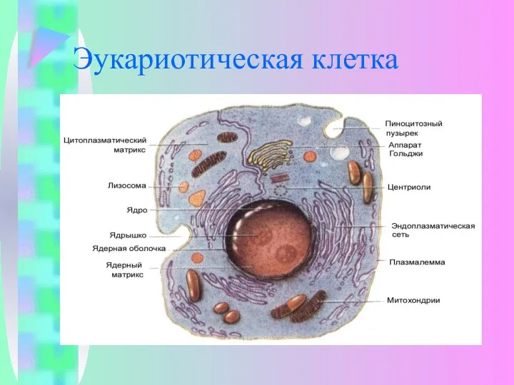 Эукариотическая клетка