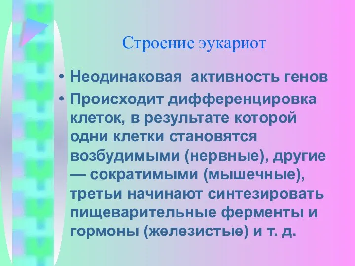 Строение эукариот Неодинаковая активность генов Происходит дифференцировка клеток, в результате которой