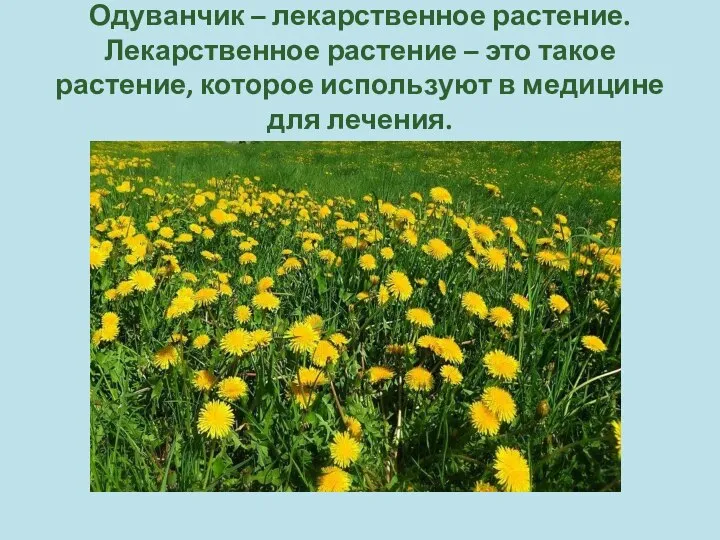 Одуванчик – лекарственное растение. Лекарственное растение – это такое растение, которое используют в медицине для лечения.