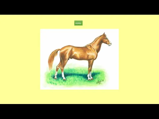 конь