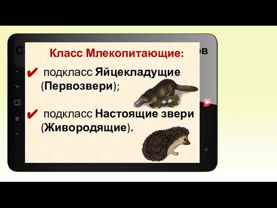 53% 20% 10% 5% Соотношение численности видов позвоночных животных Класс Млекопитающие: