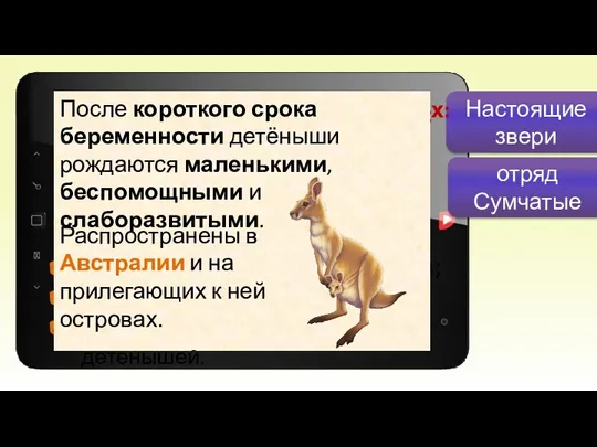 Настоящие звери Подкласс Настоящие звери: низшие звери; высшие звери. Отряд Сумчатые