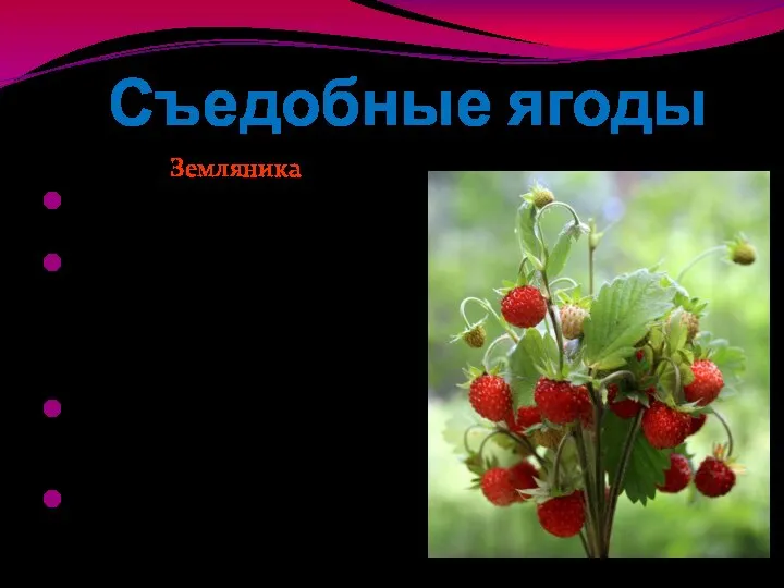 Съедобные ягоды Земляника Многолетнее травянистое растение 5-20 см высотой. Цветки белого