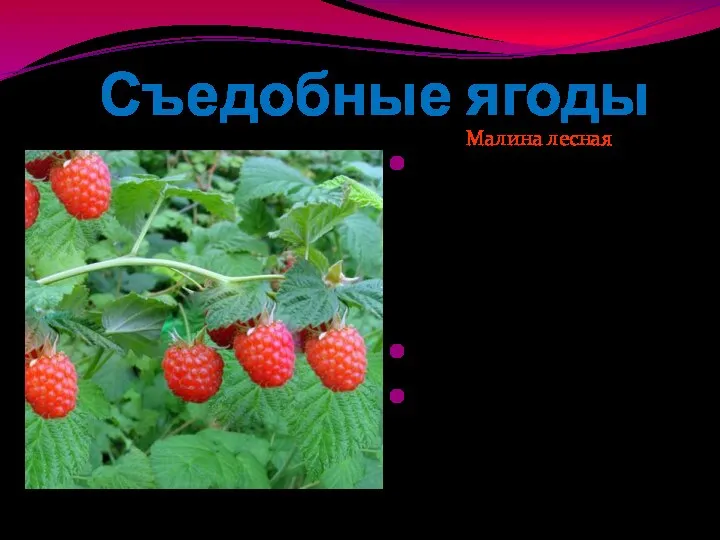 Съедобные ягоды Малина лесная Многолетний кустарник высотой до 2м с волосистыми