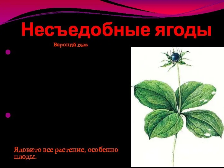 Несъедобные ягоды Вороний глаз Невысокое(15-35см)многолетнее растение. листья большие, расположенные крест-накрест, с