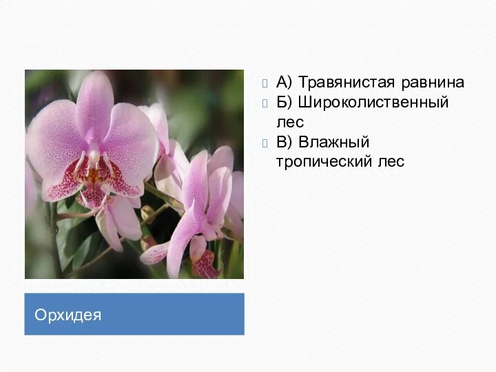 Орхидея А) Травянистая равнина Б) Широколиственный лес В) Влажный тропический лес