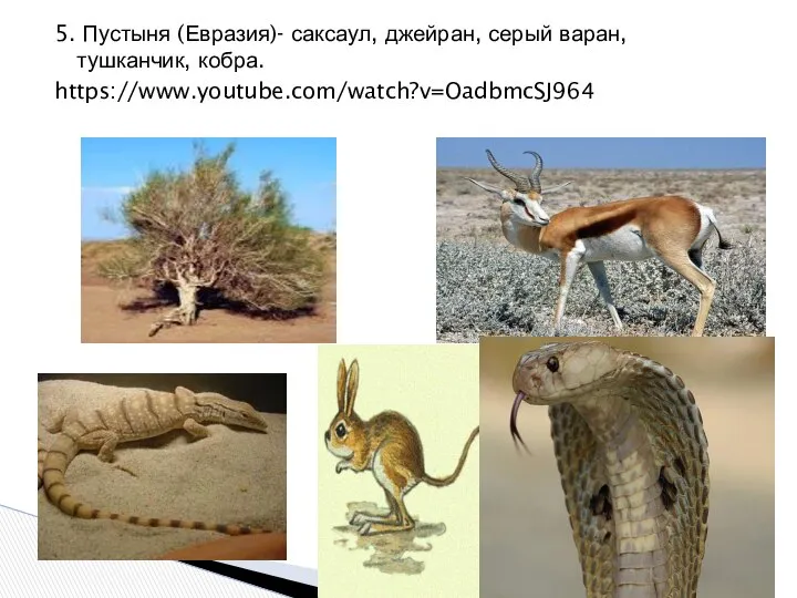 5. Пустыня (Евразия)- саксаул, джейран, серый варан, тушканчик, кобра. https://www.youtube.com/watch?v=OadbmcSJ964