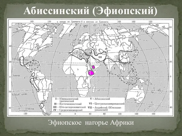 Абиссинский (Эфиопский) Эфиопское нагорье Африки