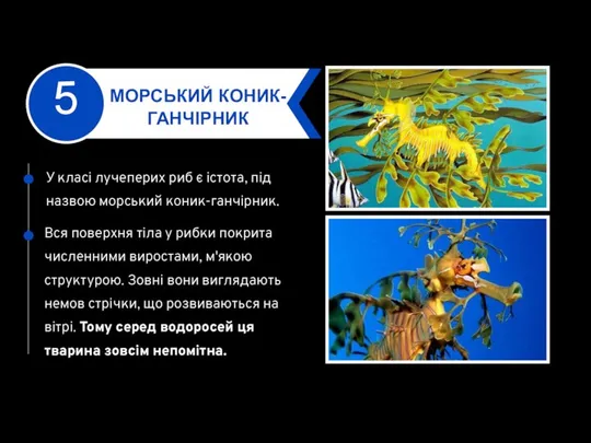 МОРСЬКИЙ КОНИК-ГАНЧІРНИК Вся поверхня тіла у рибки покрита численними виростами, м'якою