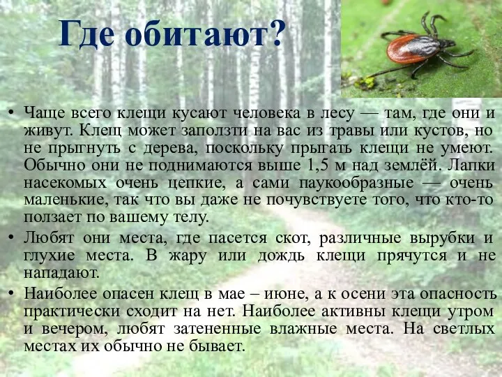 Где обитают? Чаще всего клещи кусают человека в лесу — там,