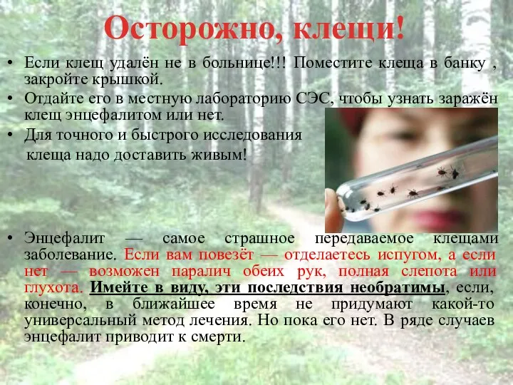 Осторожно, клещи! Если клещ удалён не в больнице!!! Поместите клеща в