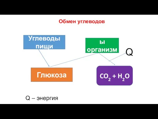 Обмен углеводов Углеводы пищи Глюкоза Углеводы организма CO2 + H2O Q Q – энергия