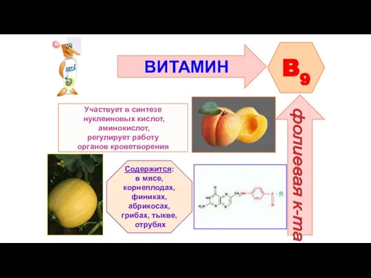 ВИТАМИН B9 фолиевая к-та Участвует в синтезе нуклеиновых кислот, аминокислот, регулирует