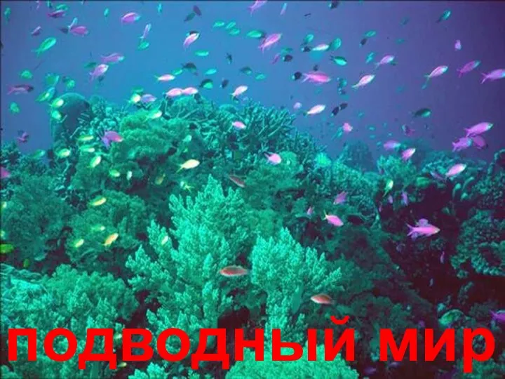 подводный мир Подводный мир.