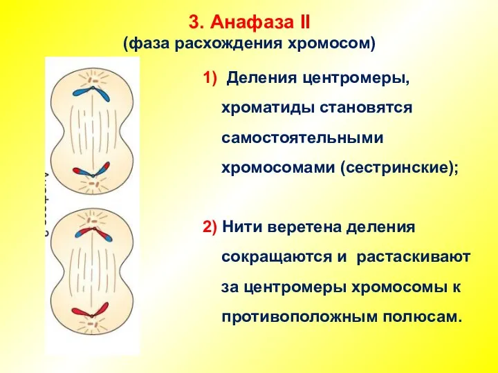 3. Анафаза II (фаза расхождения хромосом) 1) Деления центромеры, хроматиды становятся