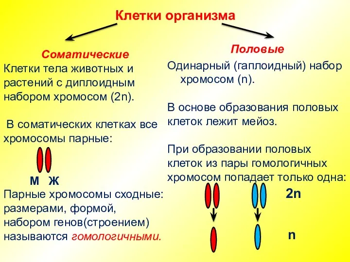 Клетки организма Соматические Клетки тела животных и растений с диплоидным набором