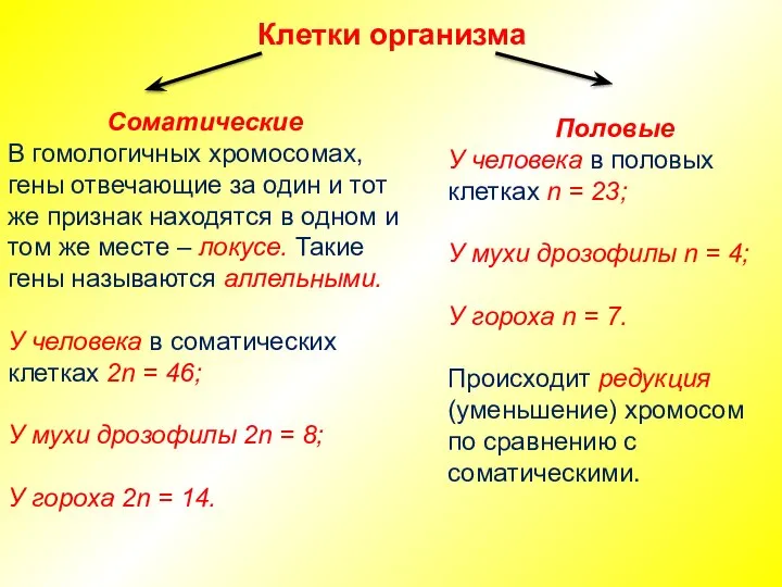 Клетки организма Соматические В гомологичных хромосомах, гены отвечающие за один и