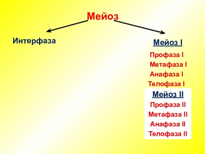 Мейоз Интерфаза Мейоз I Профаза I Метафаза I Анафаза I Телофаза