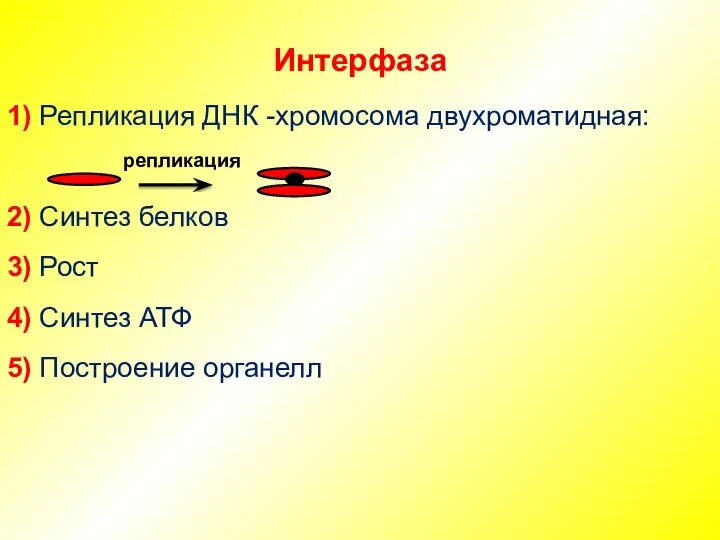 Интерфаза 1) Репликация ДНК -хромосома двухроматидная: 2) Синтез белков 3) Рост