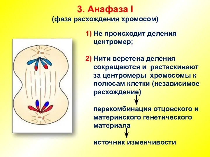 3. Анафаза I (фаза расхождения хромосом) 1) Не происходит деления центромер;