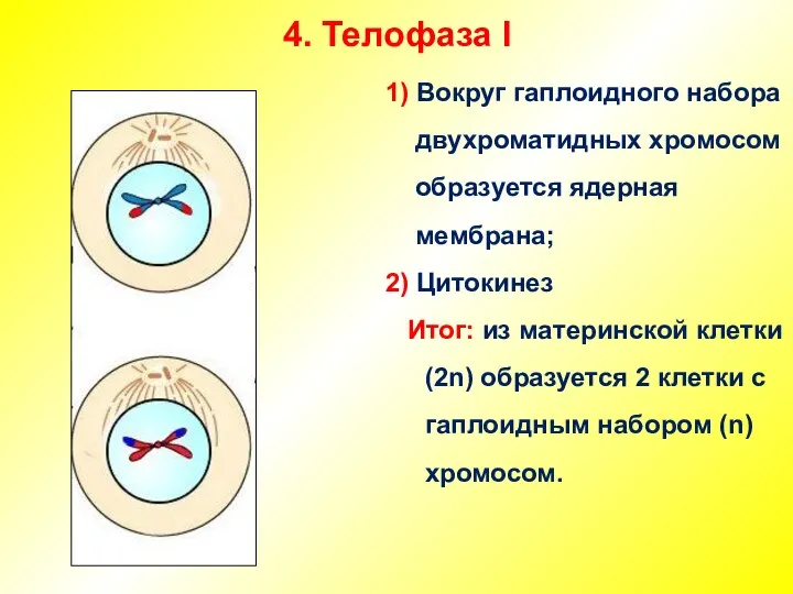 4. Телофаза I 1) Вокруг гаплоидного набора двухроматидных хромосом образуется ядерная