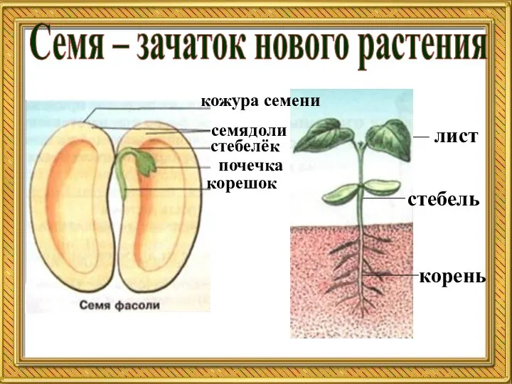 Семя – зачаток нового растения лист стебель корень корешок семядоли стебелёк почечка кожура семени