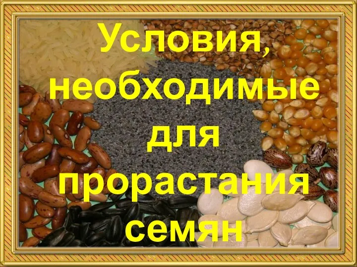 Условия для прорастания семян тепло вода свет воздух Глубина заделки семян Условия, необходимые для прорастания семян