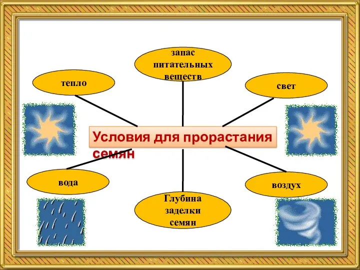 Условия для прорастания семян тепло вода свет воздух Глубина заделки семян запас питательных веществ