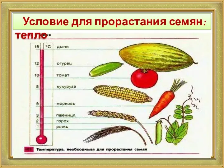 Условие для прорастания семян: тепло