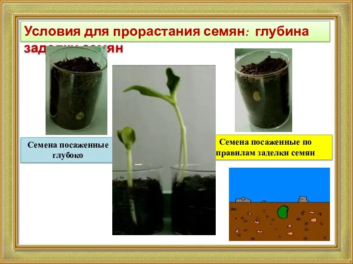 Условия для прорастания семян: глубина заделки семян Семена посаженные по правилам заделки семян Семена посаженные глубоко