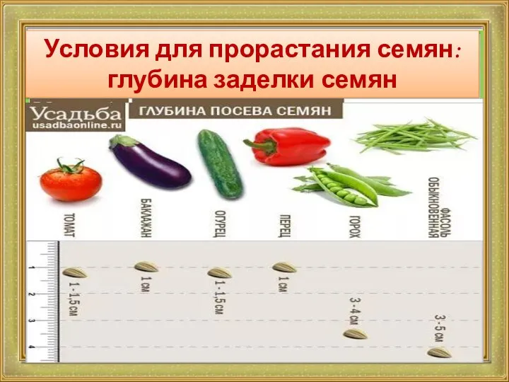 Условия для прорастания семян: глубина заделки семян