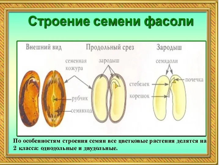 По особенностям строения семян все цветковые растения делятся на 2 класса: однодольные и двудольные.