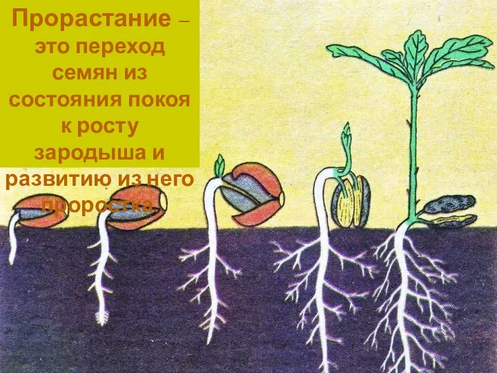 Прорастание – это переход семян из состояния покоя к росту зародыша и развитию из него проростка.