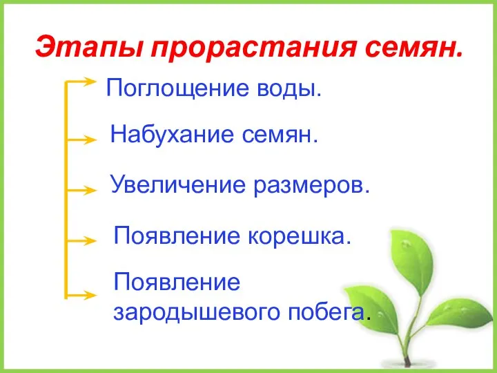 Этапы прорастания семян. Поглощение воды. Набухание семян. Увеличение размеров. Появление корешка. Появление зародышевого побега.