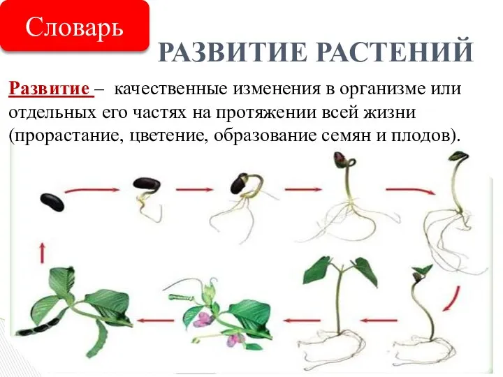 РАЗВИТИЕ РАСТЕНИЙ Развитие – качественные изменения в организме или отдельных его