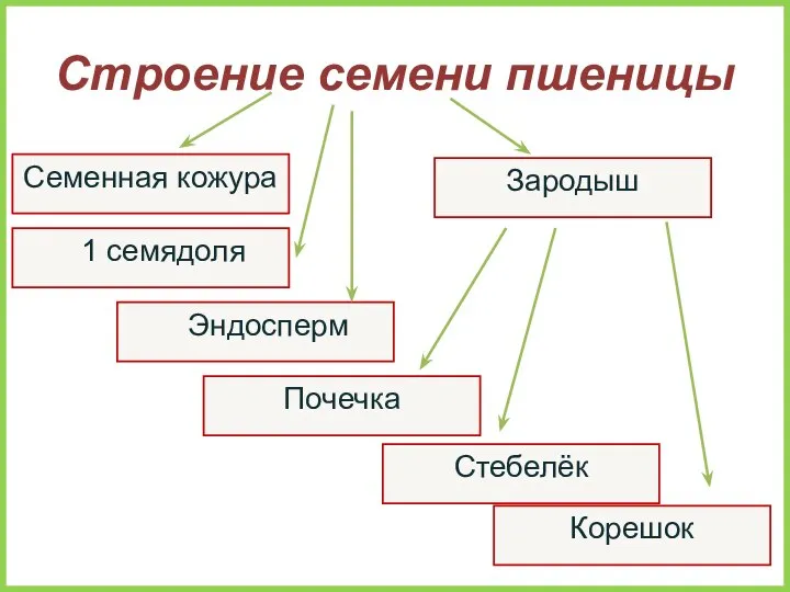 Семенная кожура Строение семени пшеницы Корешок Стебелёк Зародыш Почечка Эндосперм 1 семядоля