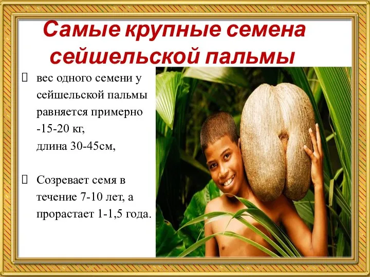 Самые крупные семена сейшельской пальмы вес одного семени у сейшельской пальмы