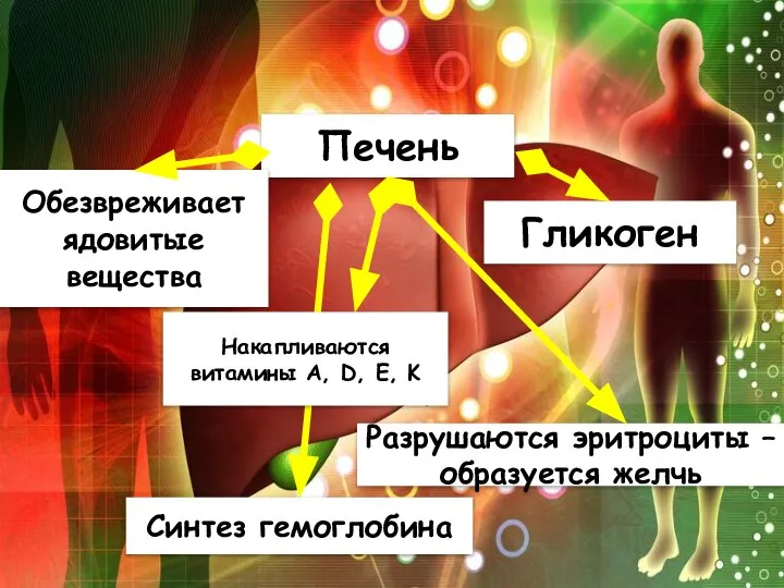 Печень Обезвреживает ядовитые вещества Гликоген Разрушаются эритроциты – образуется желчь Накапливаются