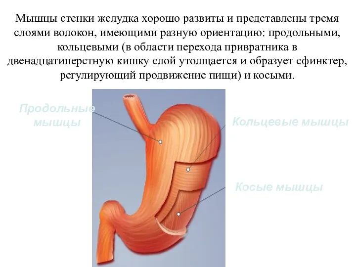 Мышцы стенки желудка хорошо развиты и представлены тремя слоями волокон, имеющими